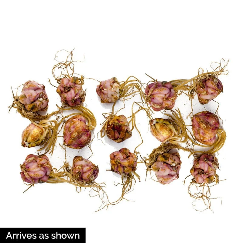 Parfum De Bloom™ Fragrant Lily Collection - Image 7