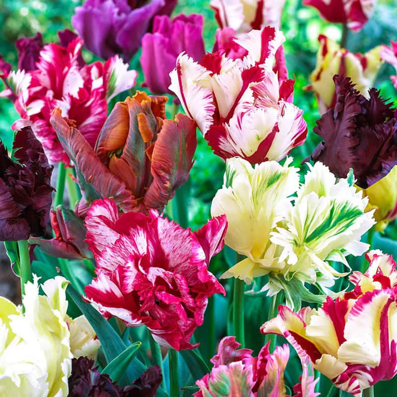 Parrot Tulip Mix