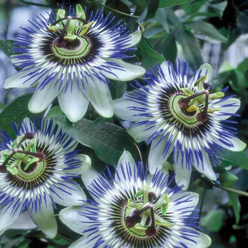 Blue Passion Flower Vine - Image 3