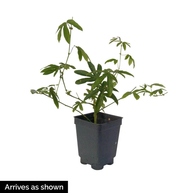 Blue Passion Flower Vine - Image 4