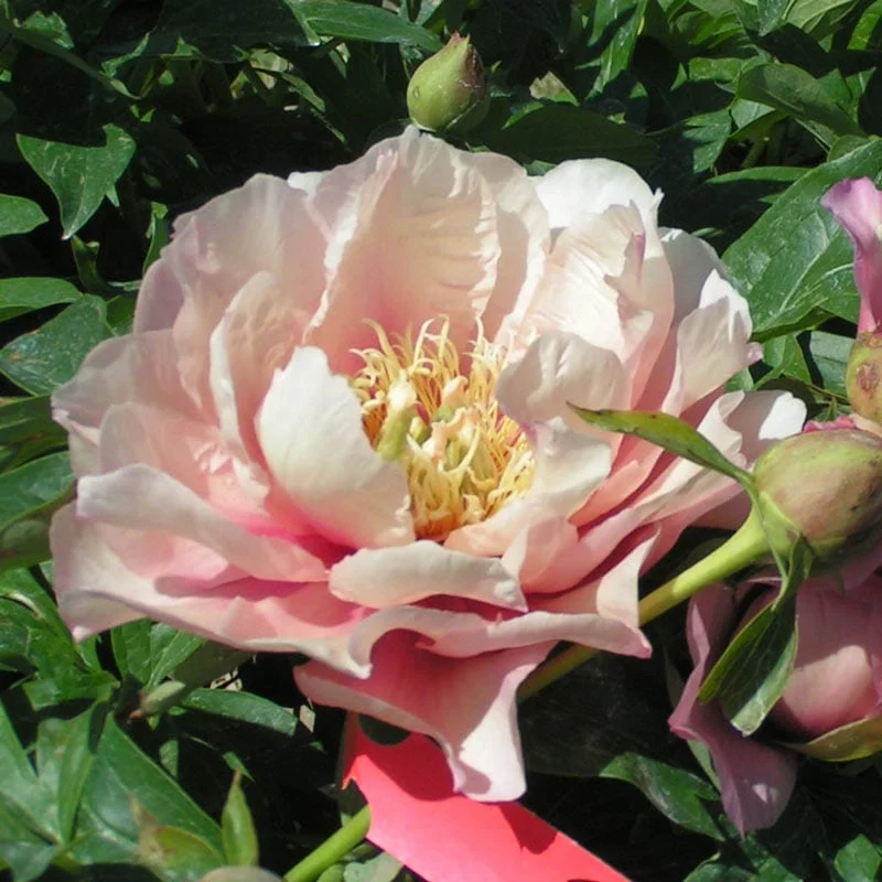 Pastel Lilas Itoh Peony - Image 2