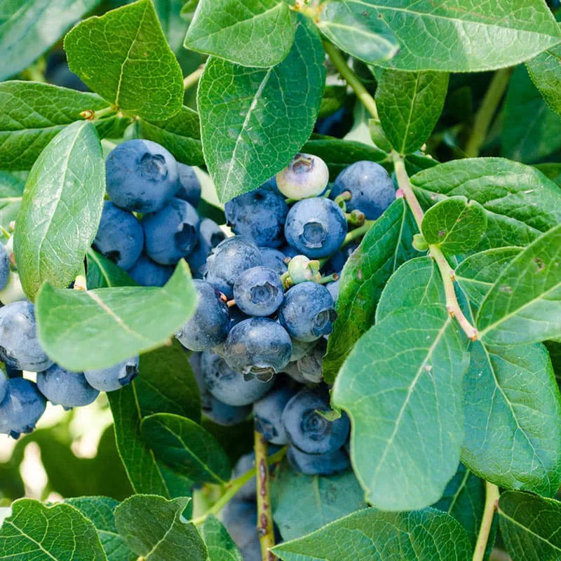 Patriot Blueberry - Image 2