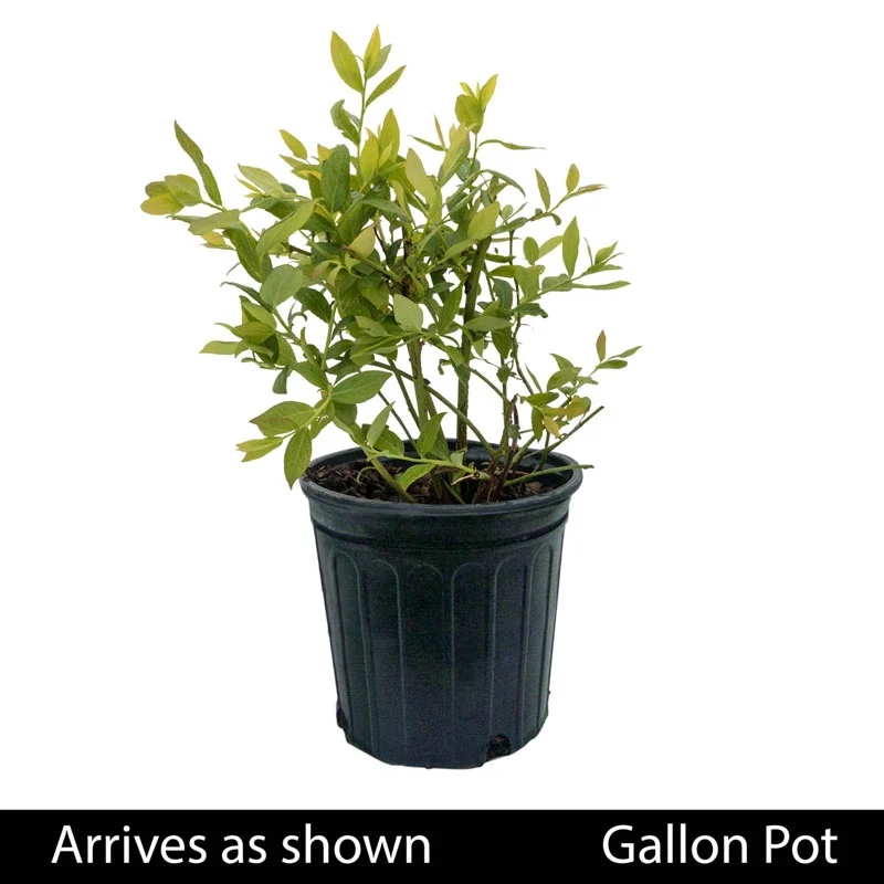 Patriot Blueberry - Image 3