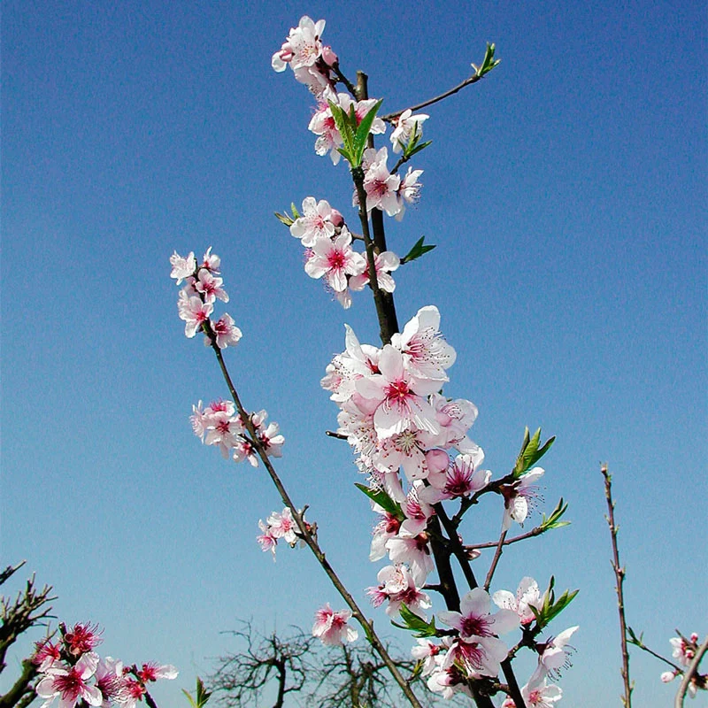 Peach Feiching Tao White - Image 2