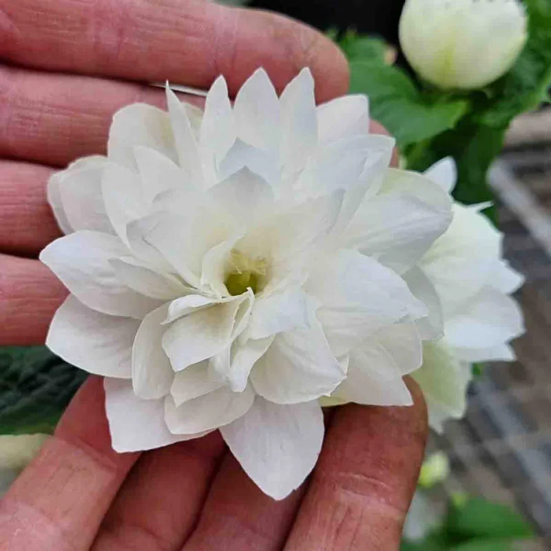 Pearls of Perfume™ Mock Orange - Image 2