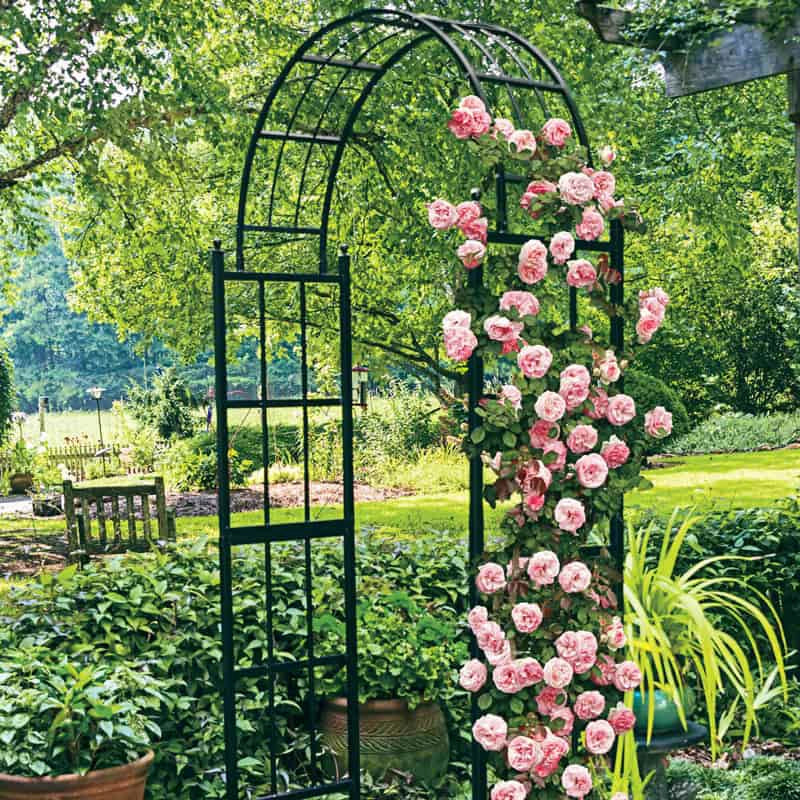 Pearly Gates™ Climbing Rose - Image 2