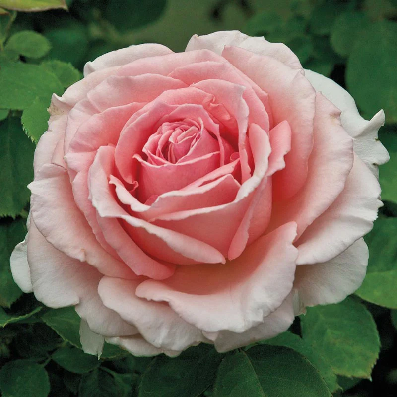 Pearly Gates™ Climbing Rose - Image 3