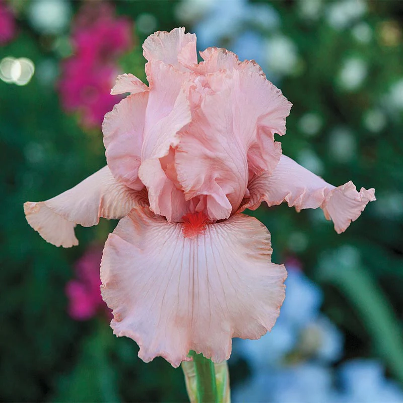 Peggy Sue Reblooming German Iris