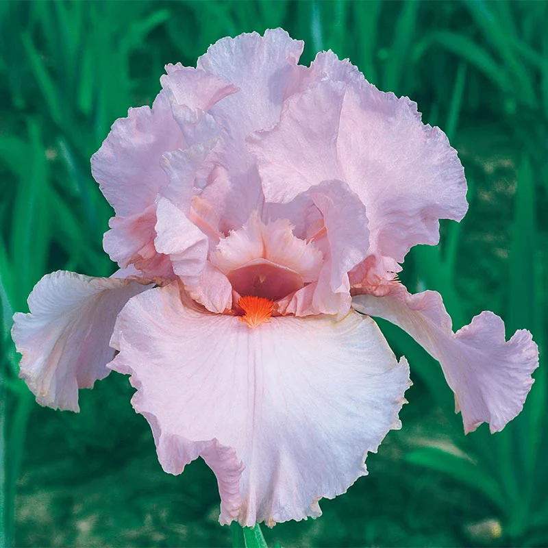 Peggy Sue Reblooming German Iris - Image 2
