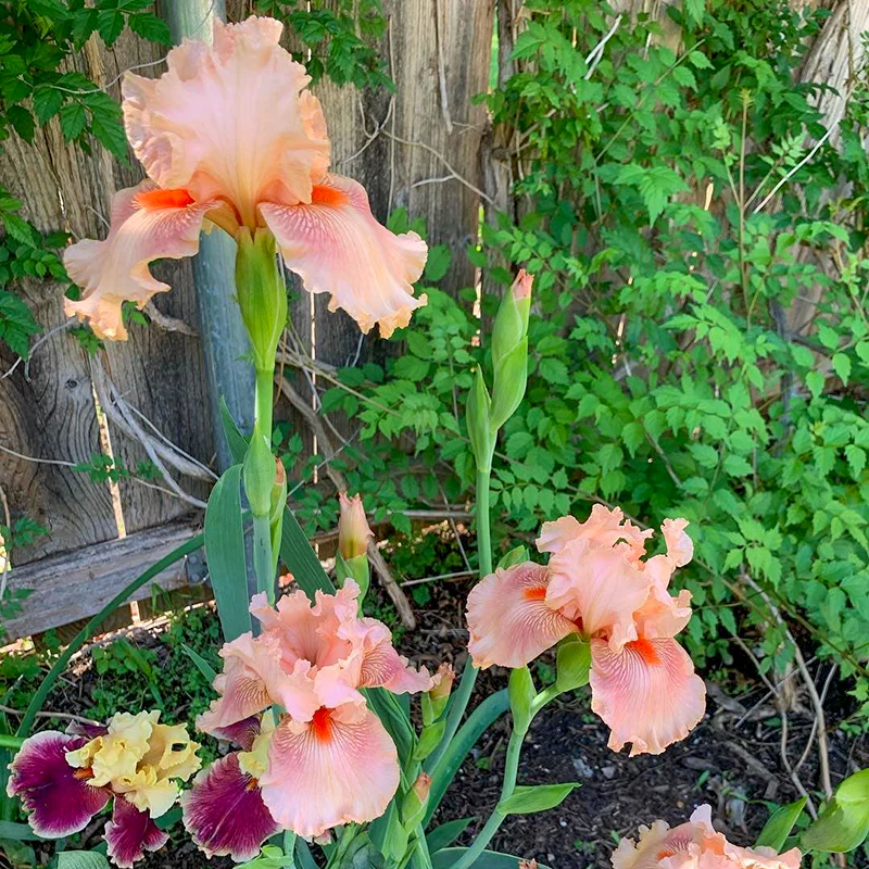 Peggy Sue Reblooming German Iris - Image 3