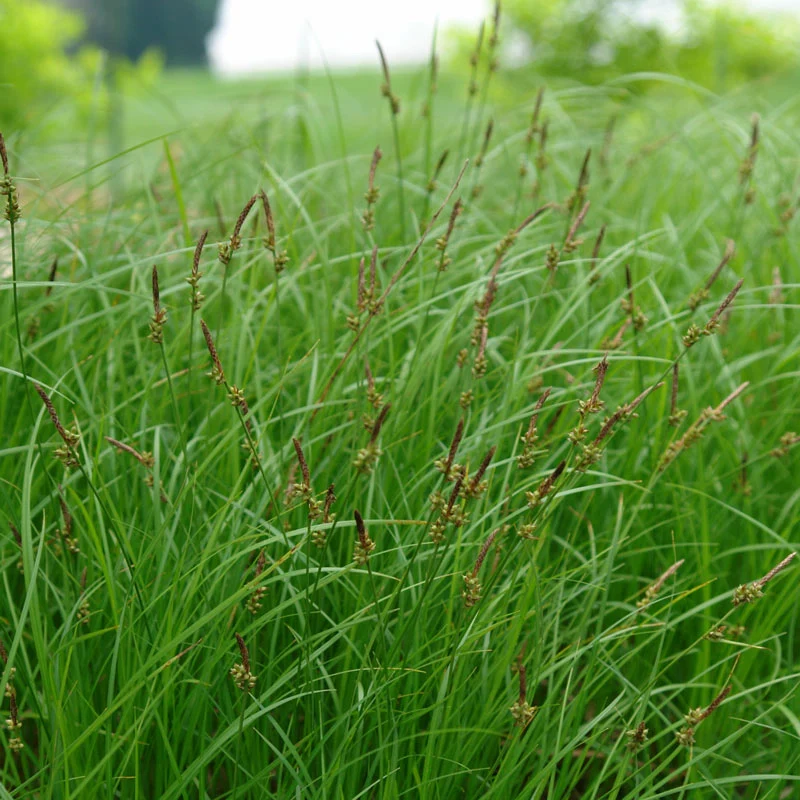 Pennsylvania Sedge - Image 2