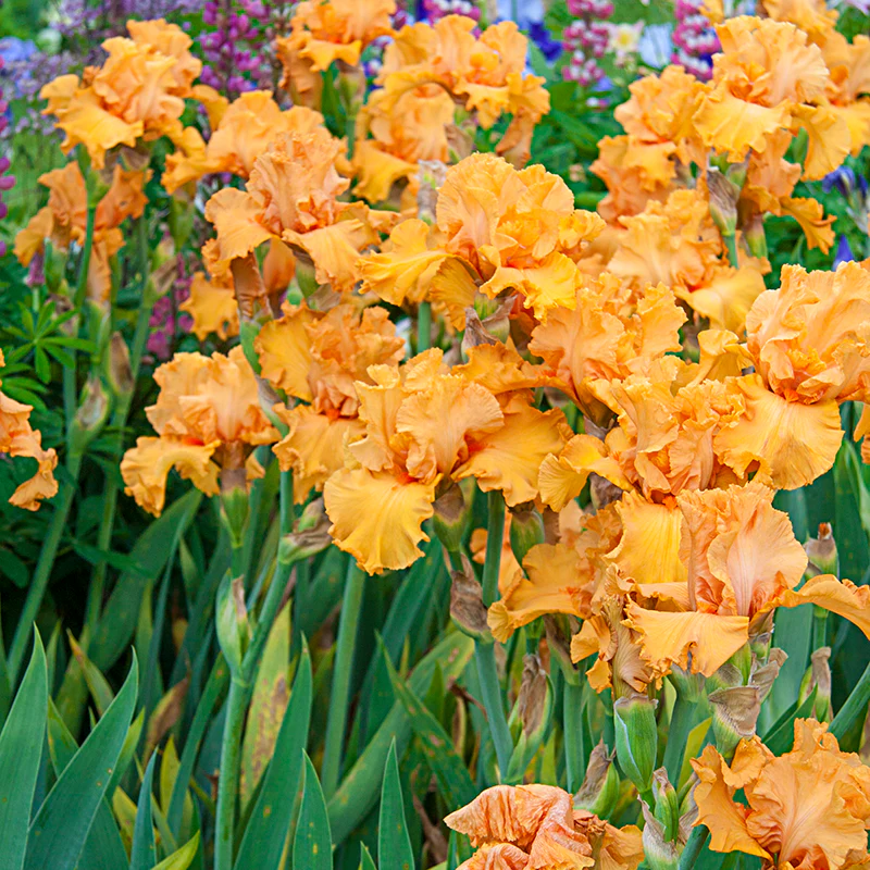 Penny Lane Bearded Iris - Image 2
