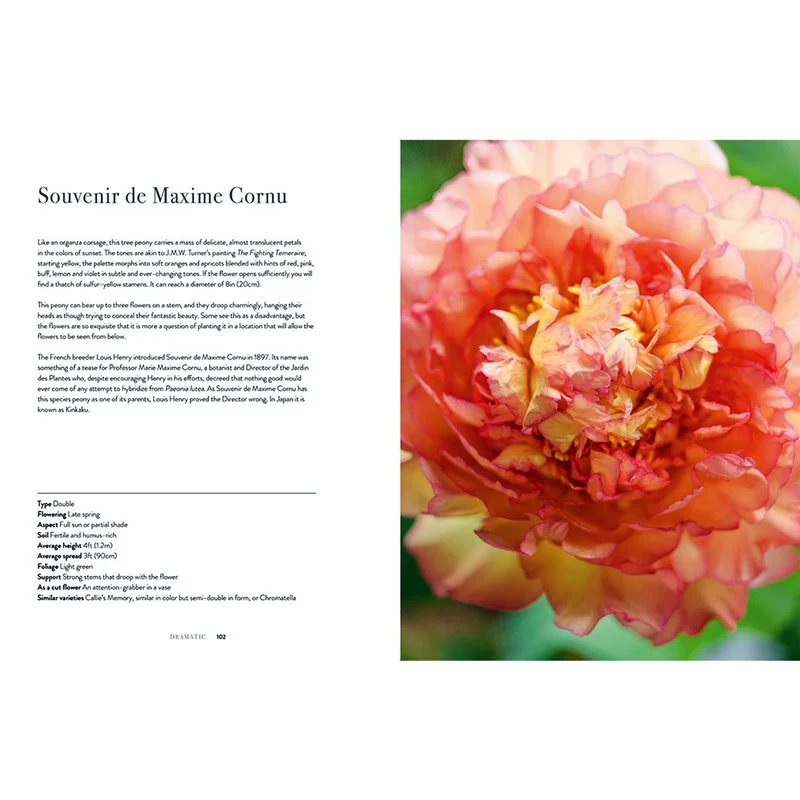 Peonies: Beautiful Varieties for Home and Garden - Image 2