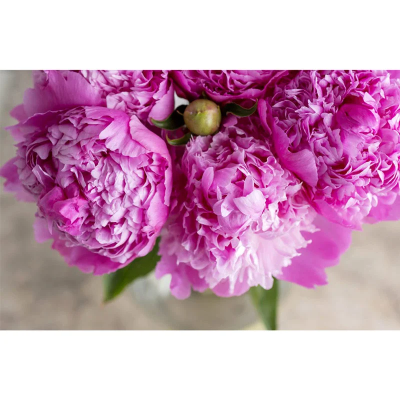 Peonies: Beautiful Varieties for Home and Garden - Image 3