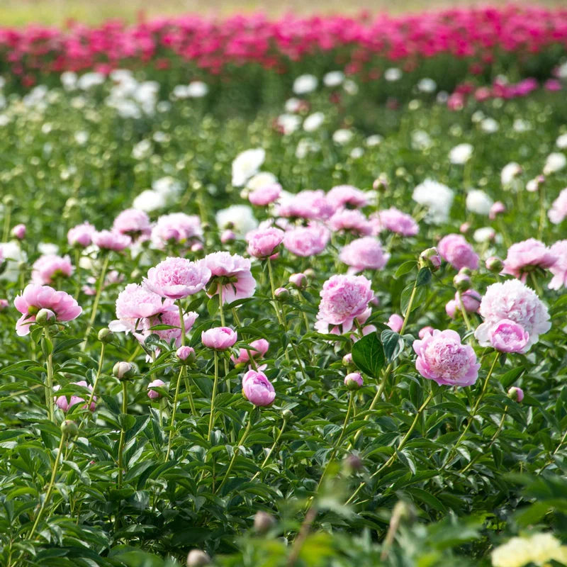 Angel Cheeks Peony - Image 2