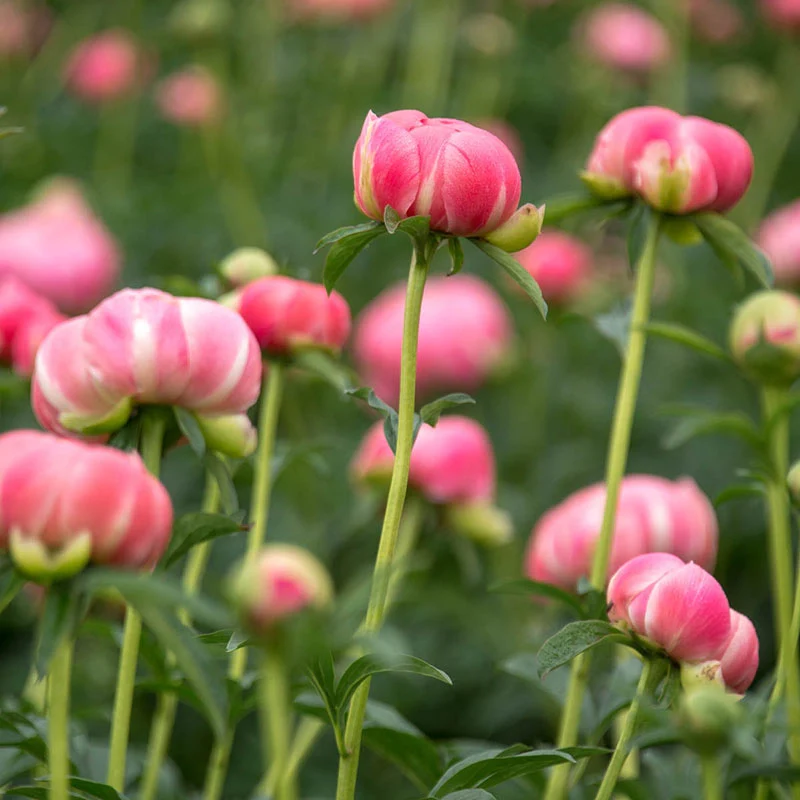Coral Charm Peony - Image 2