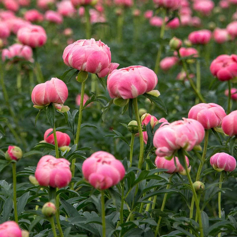 Coral Charm Peony - Image 3