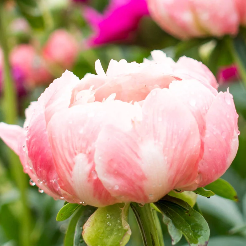 Coral Charm Peony - Image 4