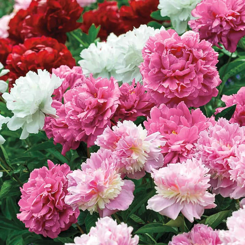 Peony Cutting Doubles - Image 2