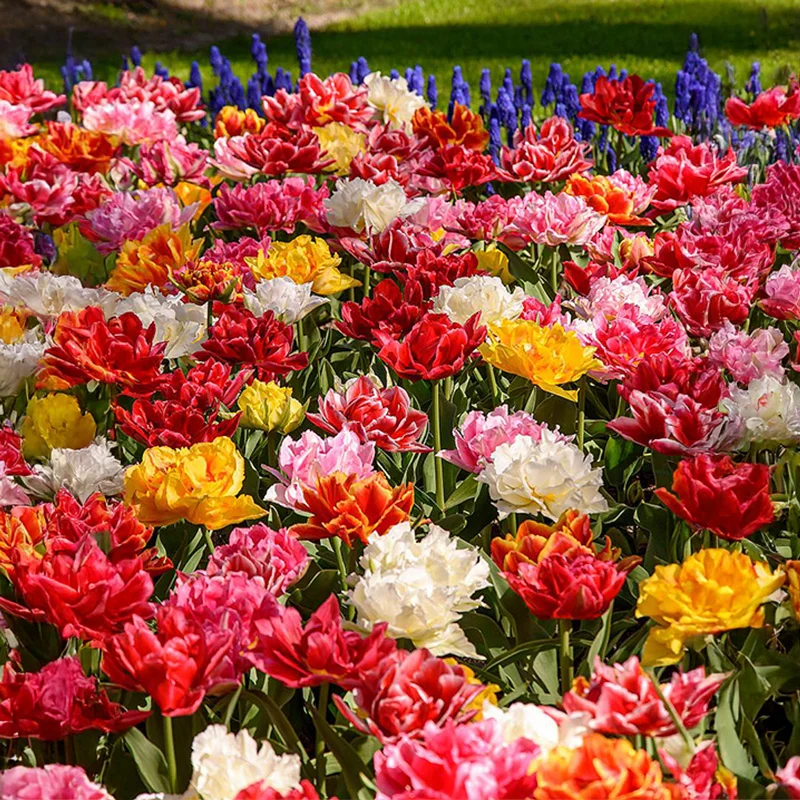 Peony Flowering Tulip Mix
