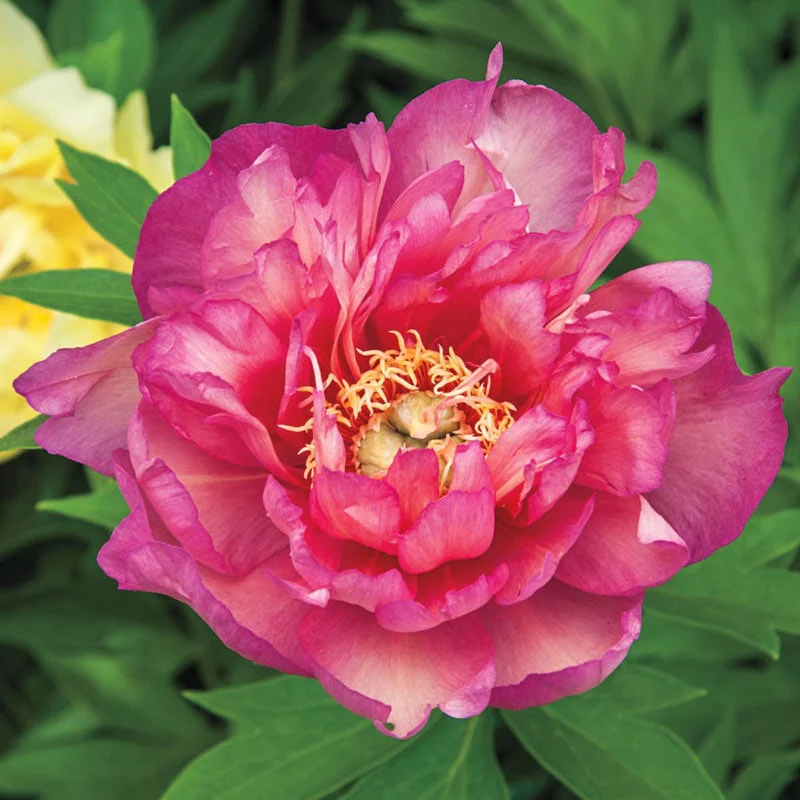 Julia Rose Itoh Peony - Image 2