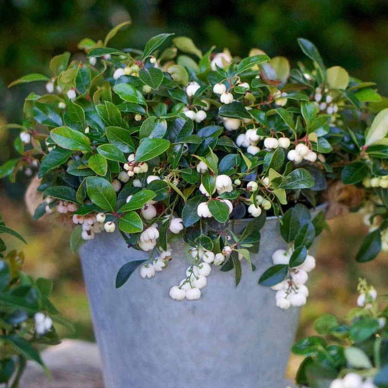 Peppermint Pearl Wintergreen