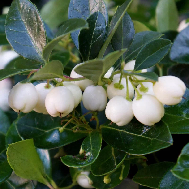 Peppermint Pearl Wintergreen - Image 2