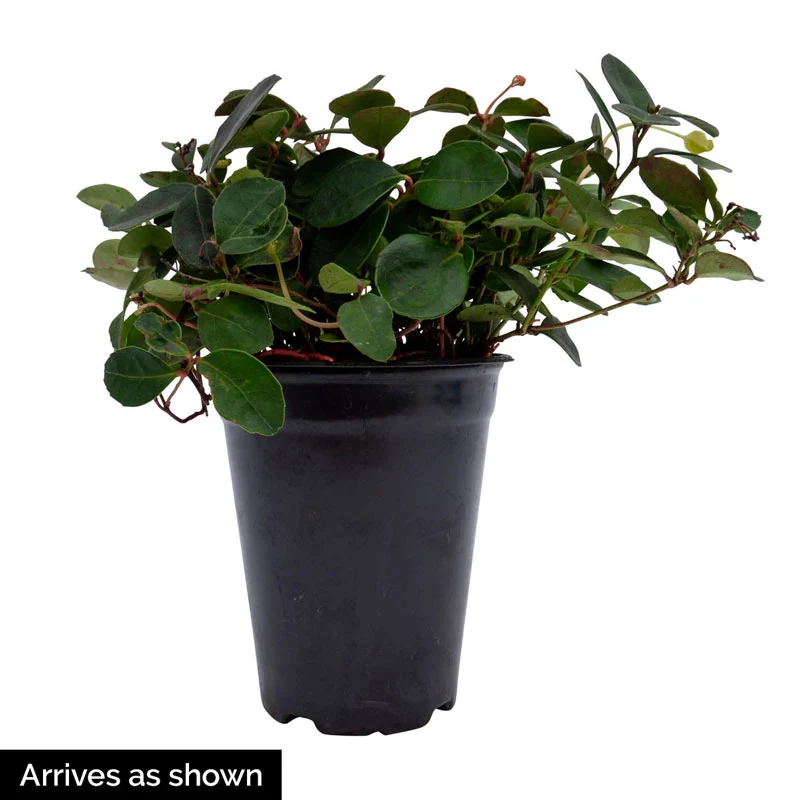Peppermint Pearl Wintergreen - Image 3