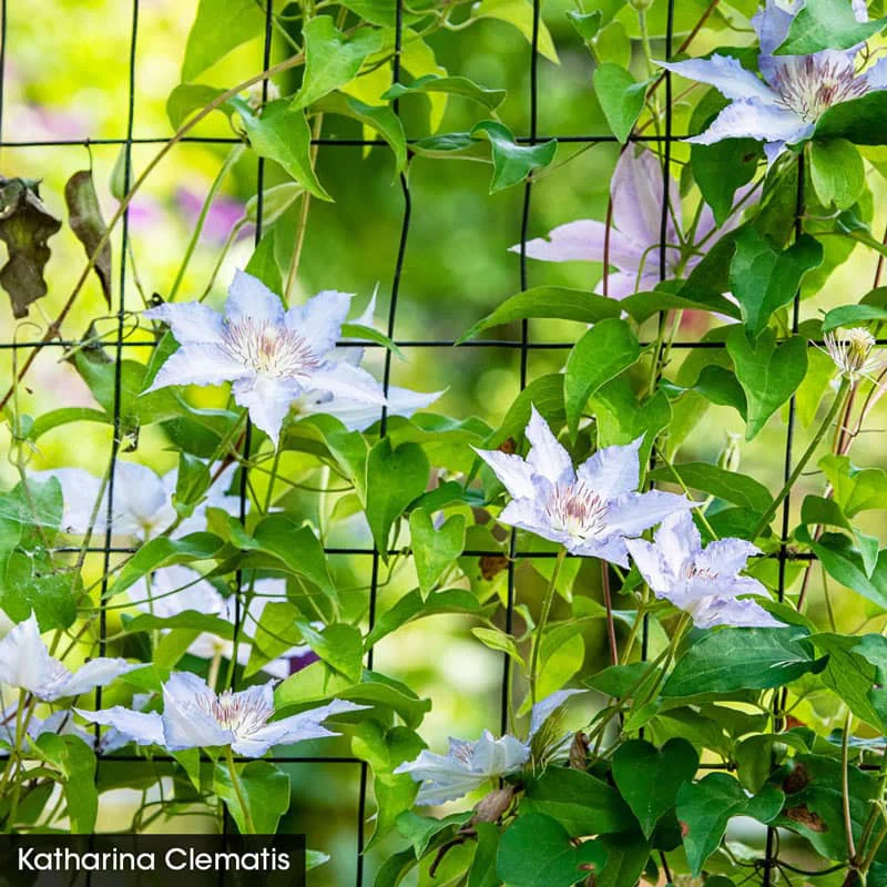 Perfect for Patio Clematis Collection - Image 2