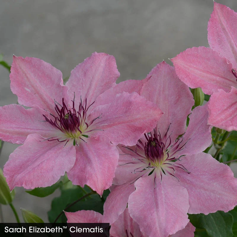 Perfect for Patio Clematis Collection - Image 3