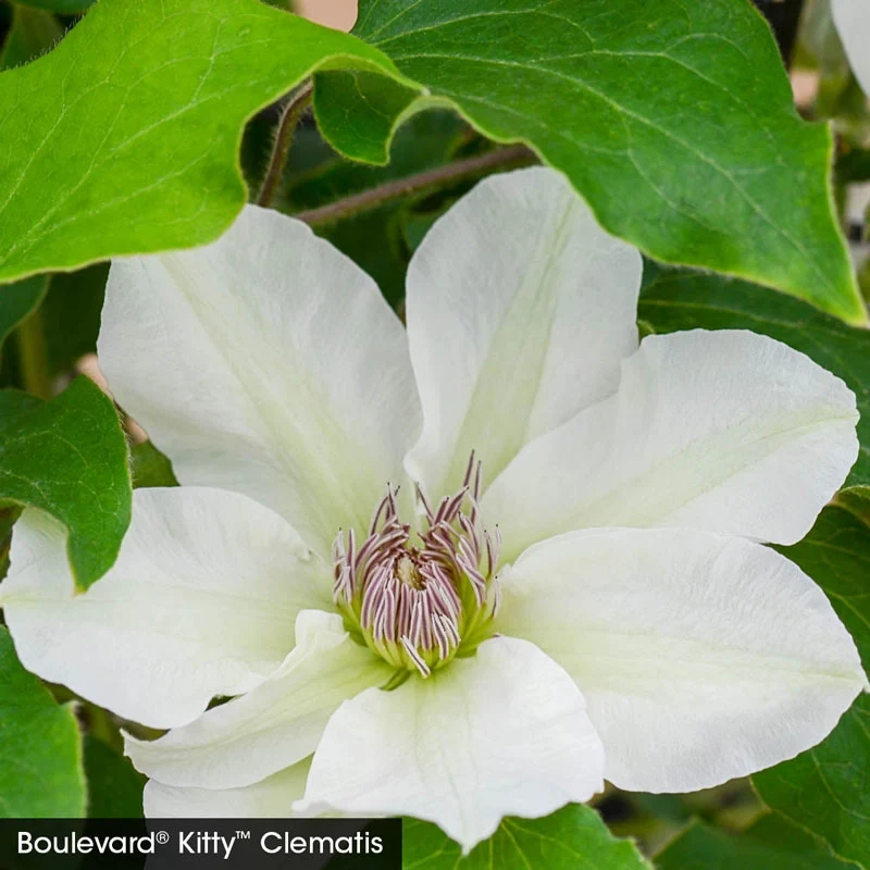 Perfect for Patio Clematis Collection - Image 4