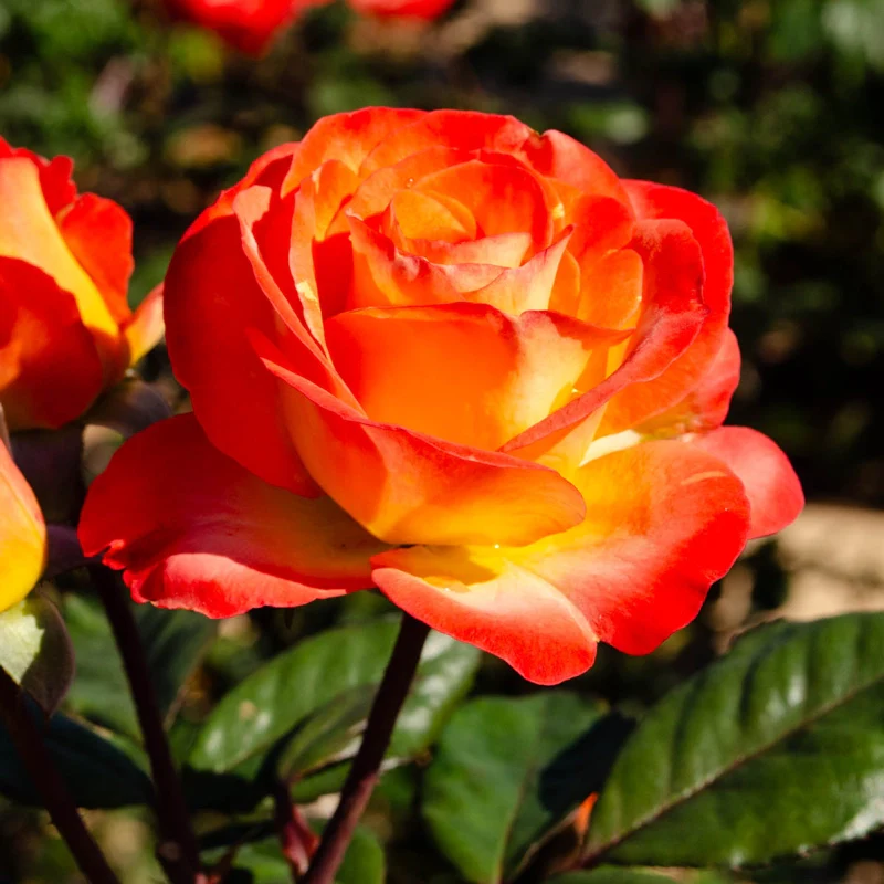 Perfect Moment Hybrid Tea Rose - Image 2