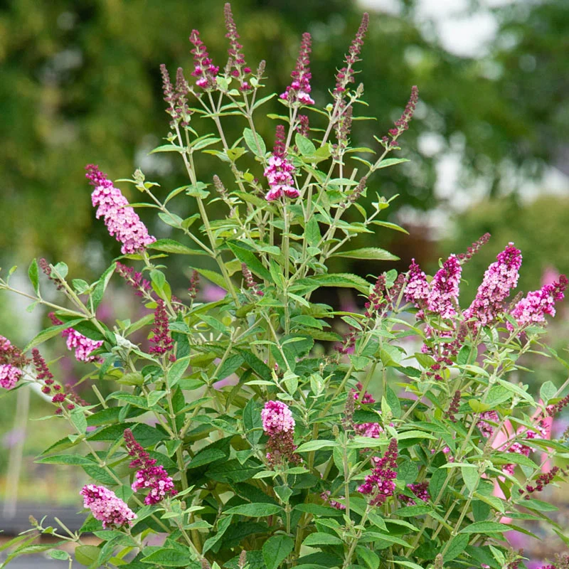 Perfect Pyramid Butterfly Bush