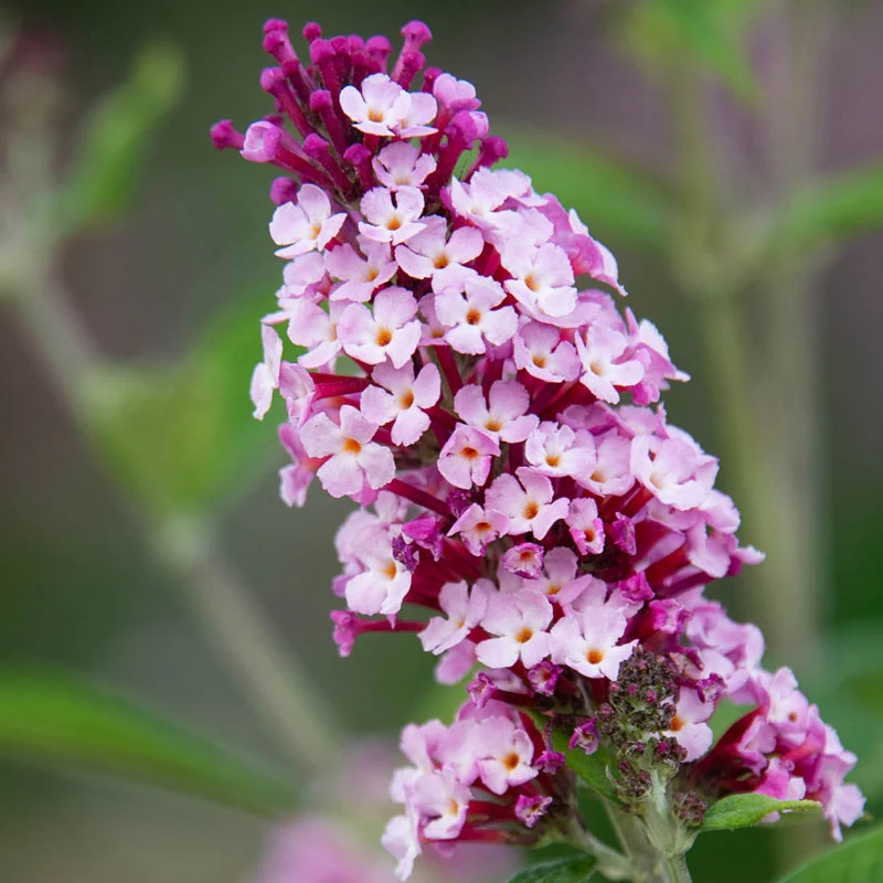 Perfect Pyramid Butterfly Bush - Image 2