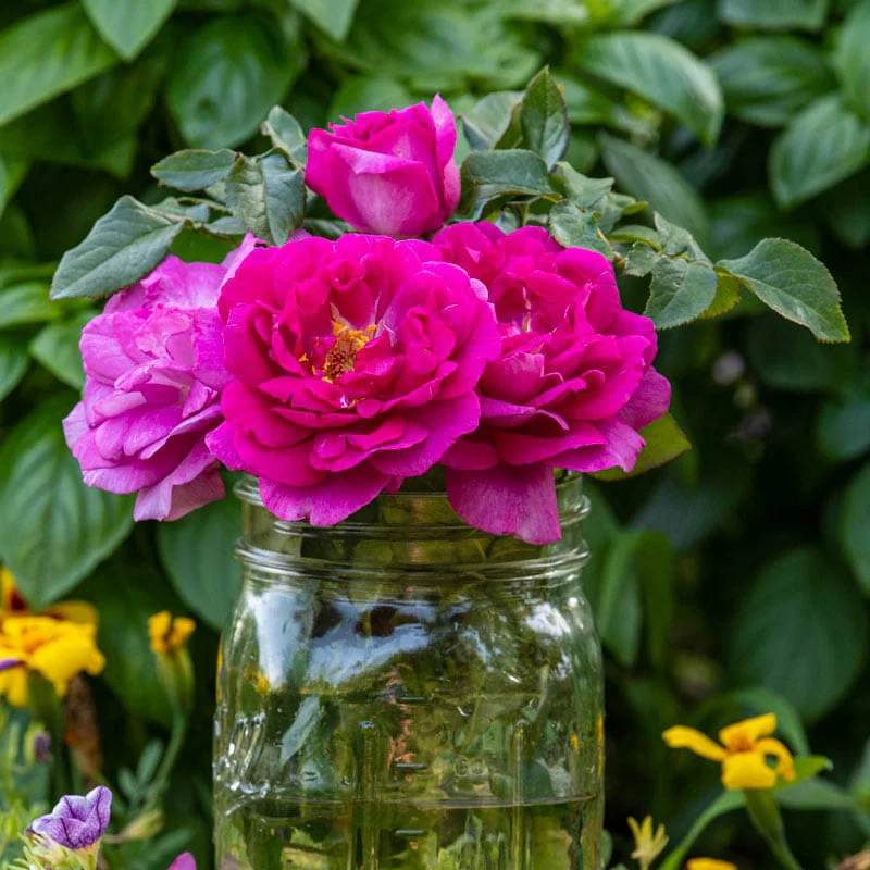 Perfume Factory™ Hybrid Tea Rose - Image 2