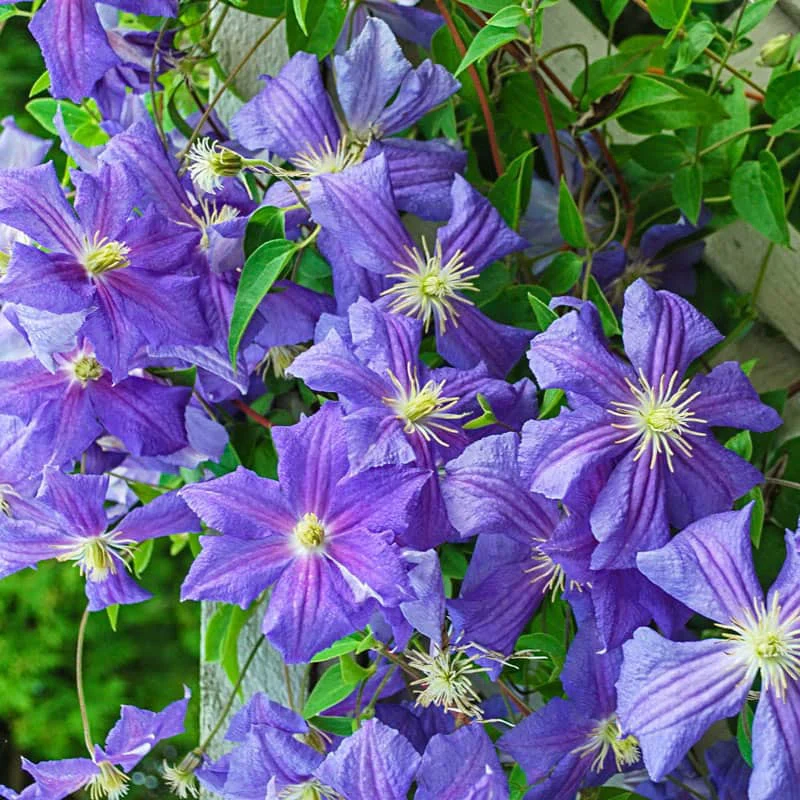 Clematis Perle d'Azur
