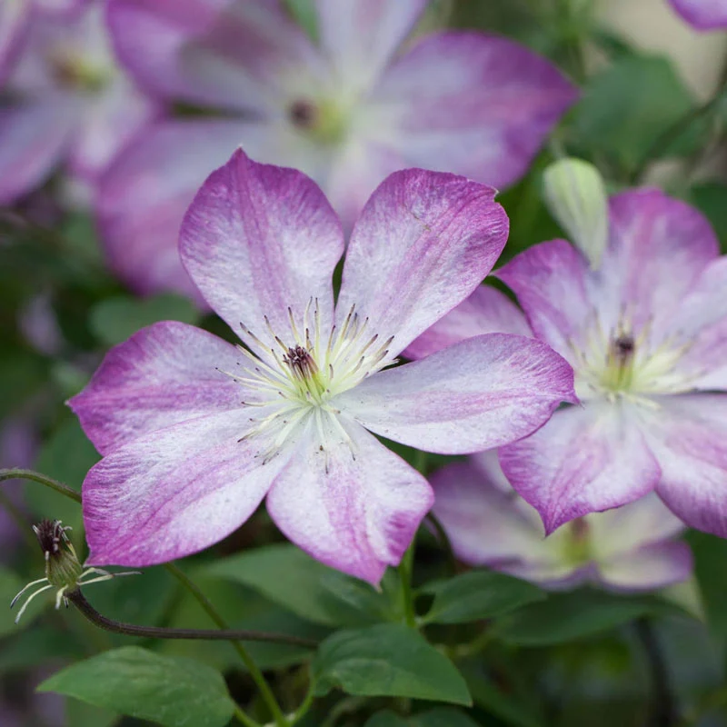 Clematis Pernille - Image 2