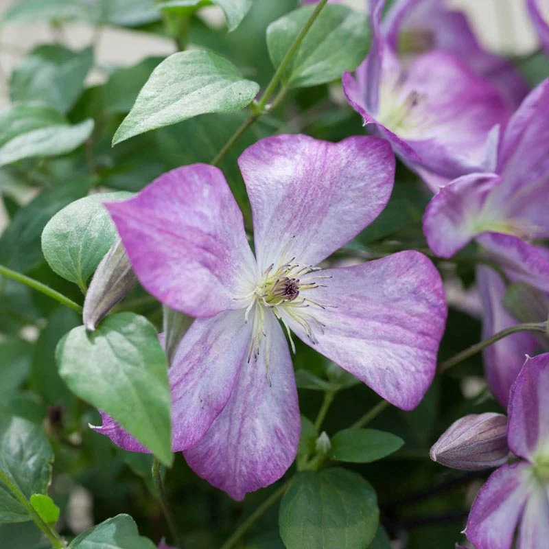 Clematis Pernille - Image 3