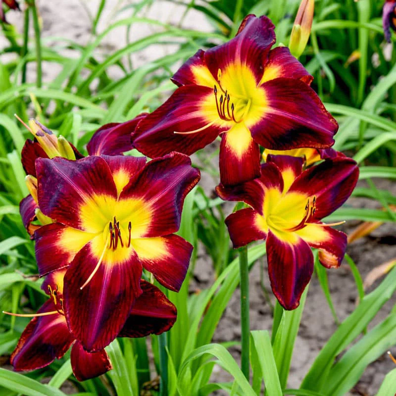Persian Ruby Daylily - Image 2