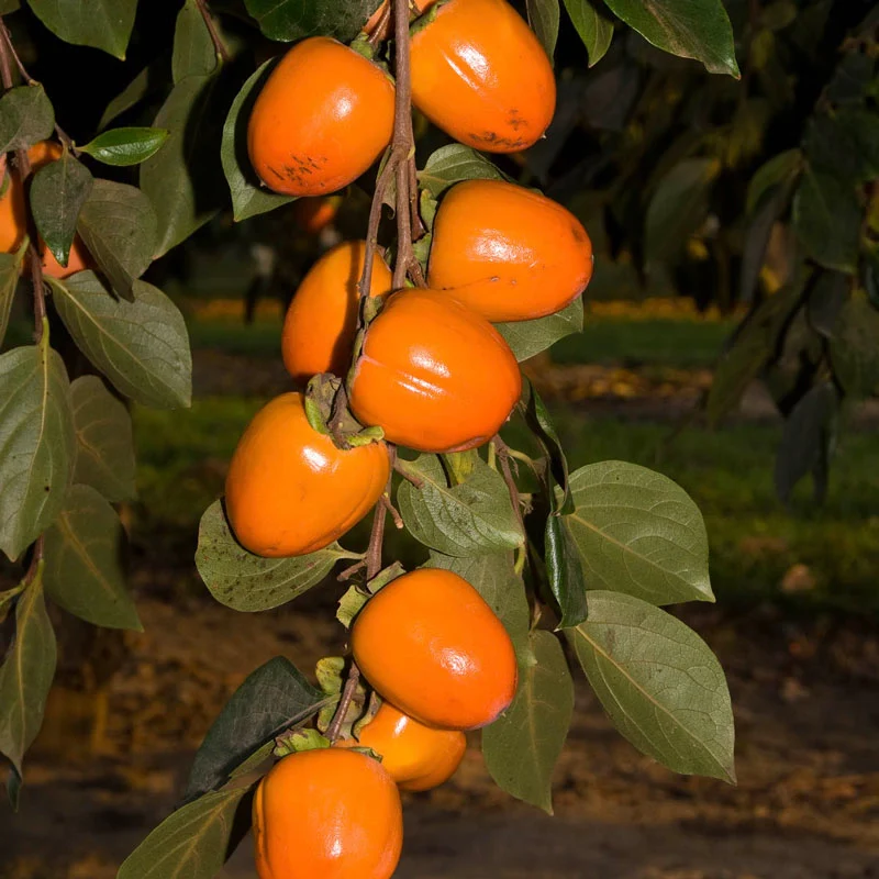 Persimmon Chocolate
