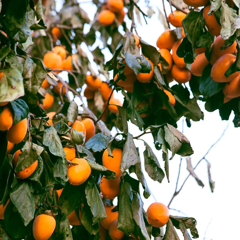 Persimmon Chocolate - Image 2