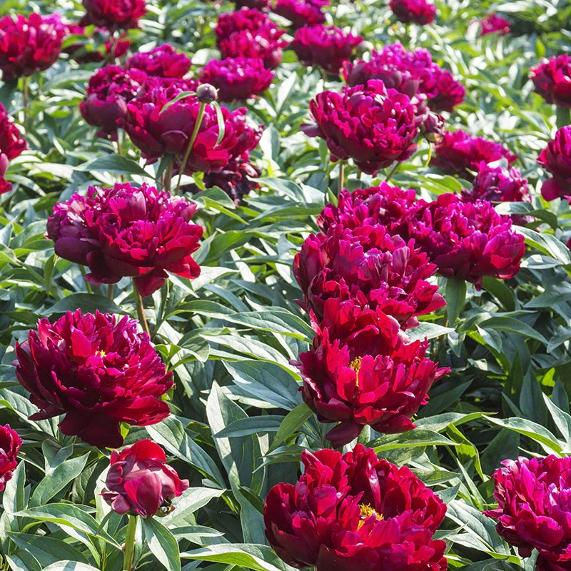 Peter Brand Peony - Image 2