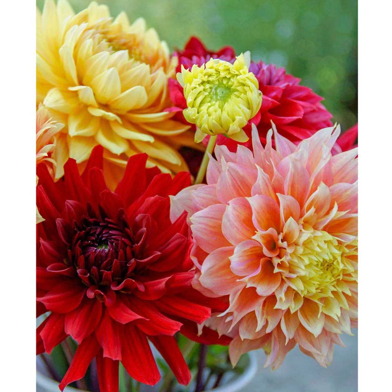 Philadelphia Dinnerplate Dahlia Mix