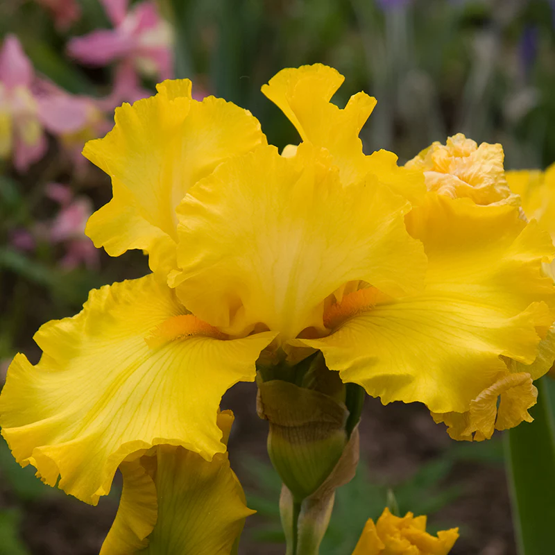 Picasso Moon Bearded Iris - Image 2