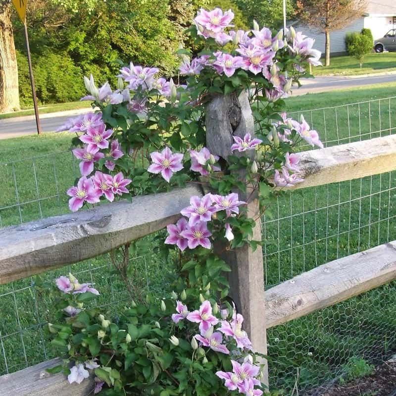 Clematis Piilu™ - Image 3