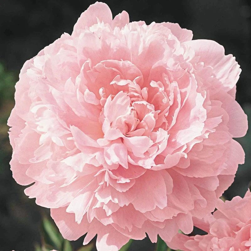 Pillow Talk Peony - Image 2