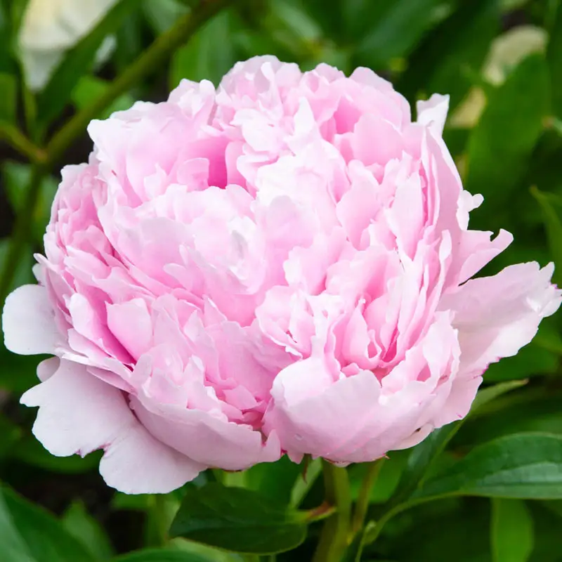 Pink Cameo Peony