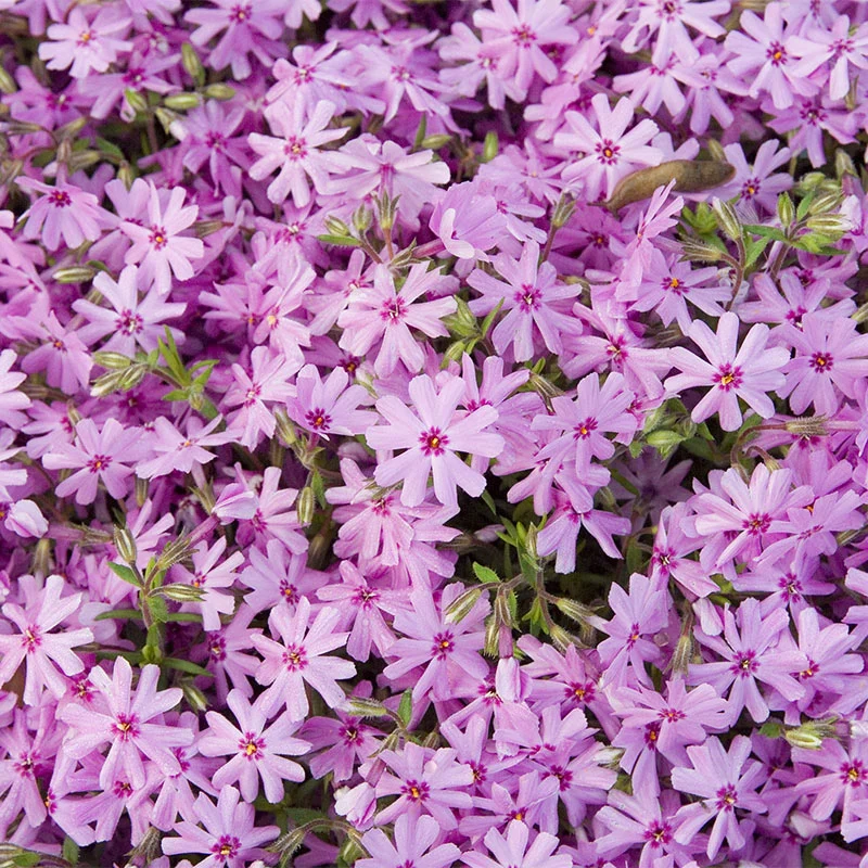 Emerald Pink Creeping Phlox