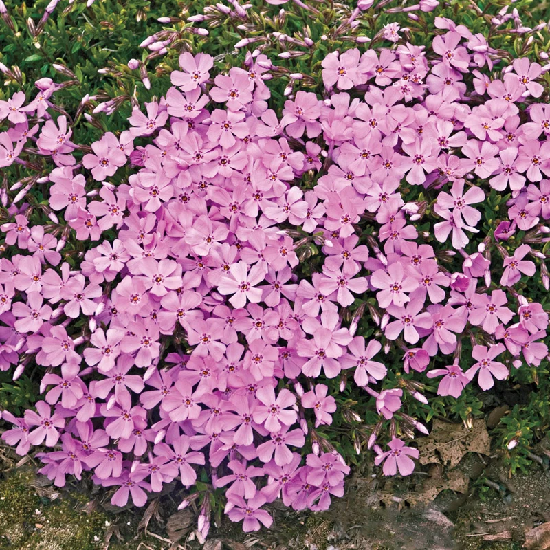 Emerald Pink Creeping Phlox - Image 3