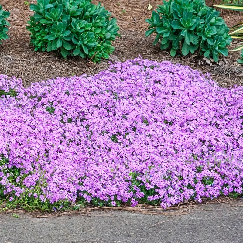 Emerald Pink Creeping Phlox - Image 4